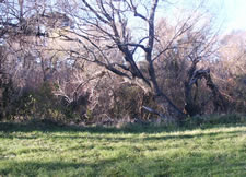 Tree where Box 1 is hidden