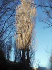 Tree where Box 2 is hidden