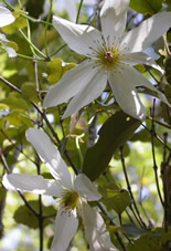 New Zealand clematis