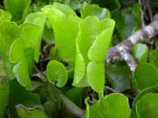 Kidney Fern